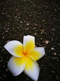 High angle view of yellow flower blooming outdoors