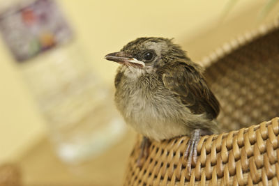 Close-up of bird in basket