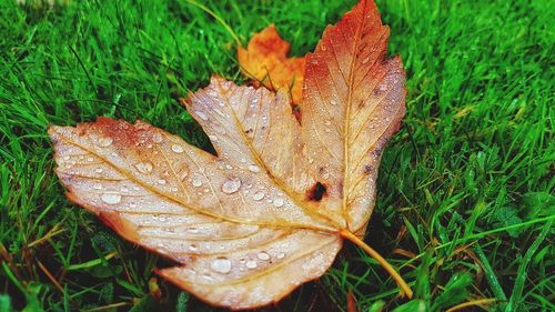 High angle view of water drops on leaf in field