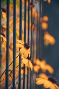 Close-up of yellow flowering plant