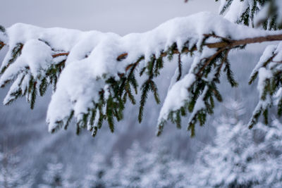 Snow covered trees against sky