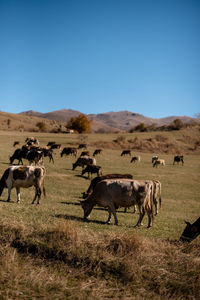 A herd of cows grazes in the mountains in a picturesque view