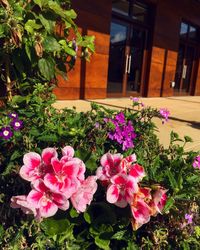 Pink flowers blooming outdoors