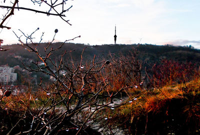 Bare trees on landscape against sky