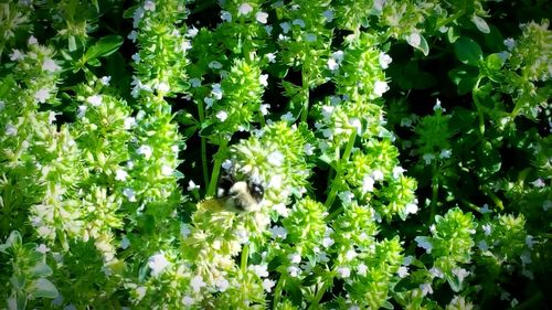 White flowers blooming outdoors