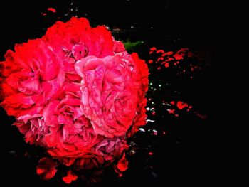 Close-up of red rose against black background