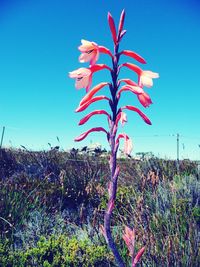 Low angle view of plants growing on field against clear blue sky