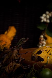 Close-up of housefly on leaves at night