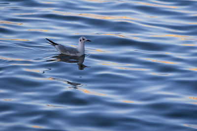 High angle view of seagull in a lake