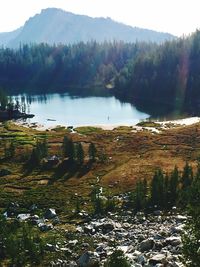 Scenic view of lake in forest