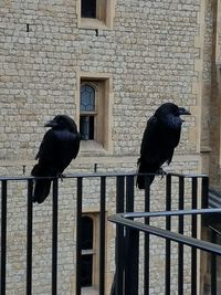 Black bird perching on brick wall