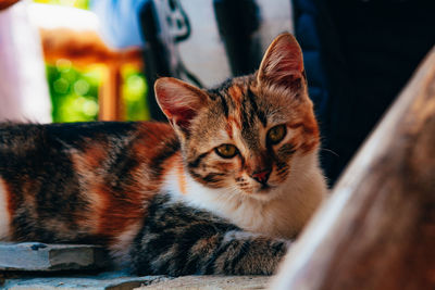 Close-up portrait of tabby cat