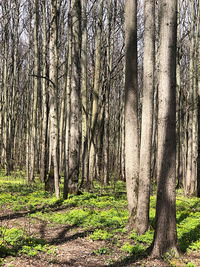 Trees in forest