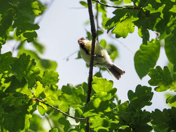 Low angle view of bird perching on a plant