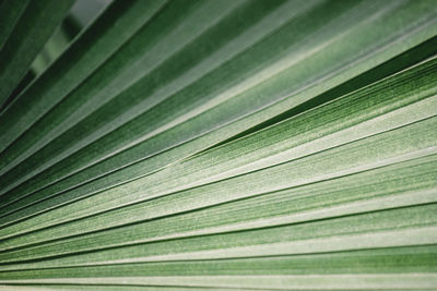 Full frame shot of palm leaves