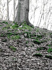 Trees in forest