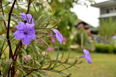 Close-up of purple flowers