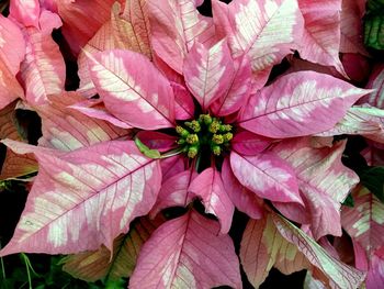 Full frame shot of pink flowers