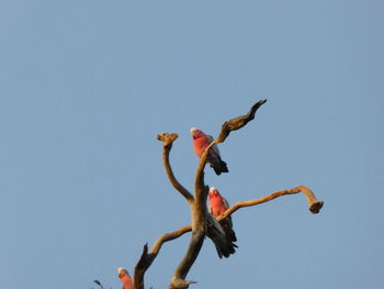 Galah birds perching in australia