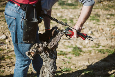 Low section of man pruning grapevine