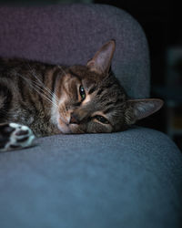 Close-up portrait of a cat resting