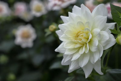 Close-up of white flowering plant in park