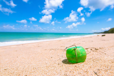 Green leaf on beach against sky