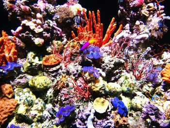 View of coral in sea