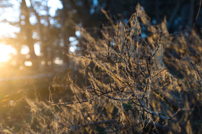 Close-up of plants during winter