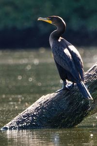 Cormorant sitting on a dead tree in versailles state park, indiana looking for dinner