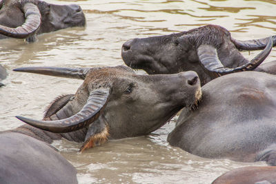 Elephant in water