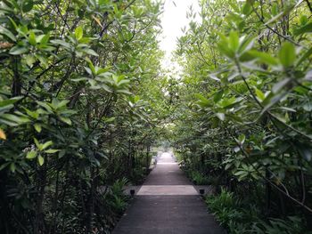 Footpath amidst trees in park