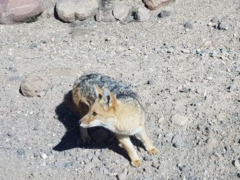 High angle view of horse on land