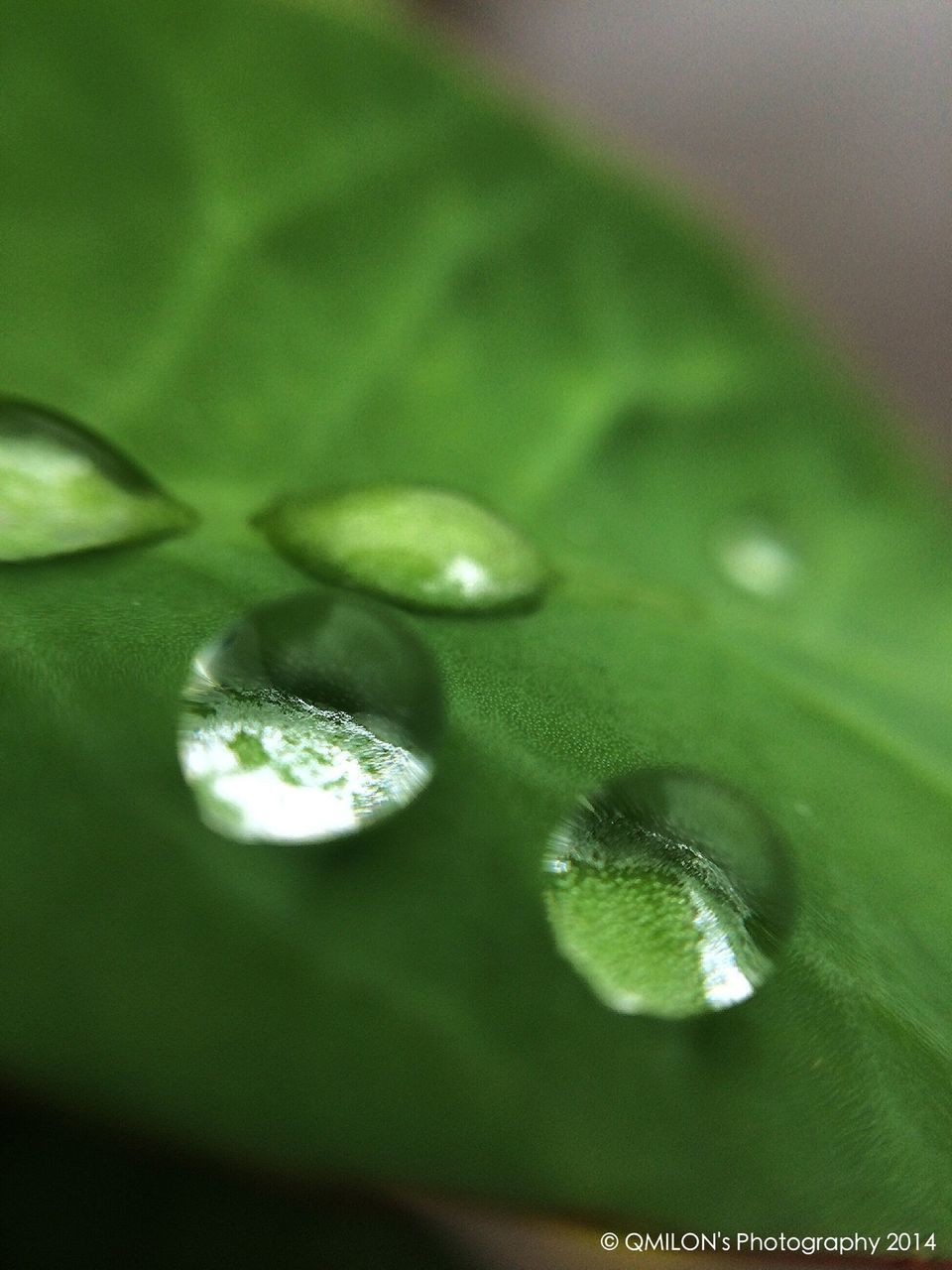 drop, water, wet, close-up, leaf, green color, freshness, dew, fragility, growth, selective focus, raindrop, nature, purity, plant, beauty in nature, water drop, rain, droplet, natural pattern