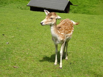 Deer standing on grass