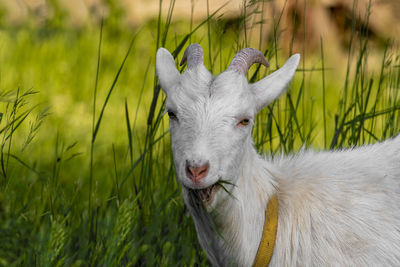 Goat on green summer meadow. side view.