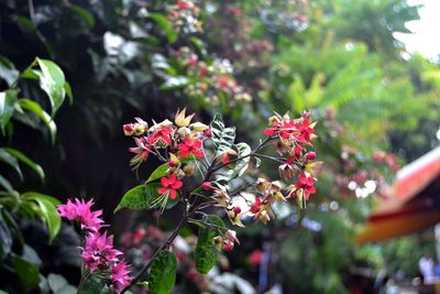 Close-up of red flowers blooming on tree