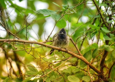 Bird perching on a tree