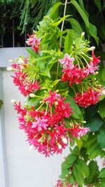 Close-up of red flowers blooming outdoors