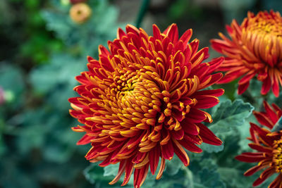 Close-up of red dahlia
