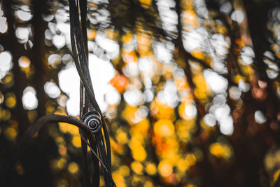Close-up of leaves hanging on tree