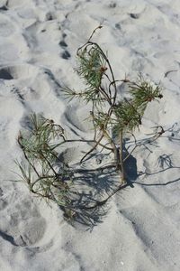 Close-up of plants