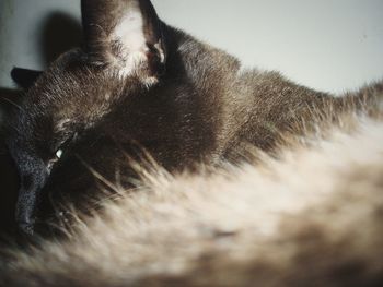 Close-up of a cat sleeping