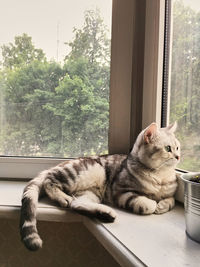 Cat resting on window