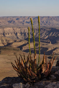 A succulent at the fish river canyon in the southern part of namibia