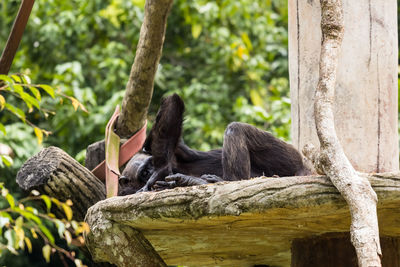 Monkey sitting on tree trunk