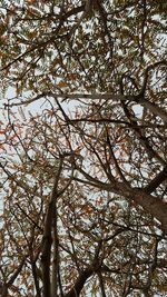 Low angle view of trees against sky