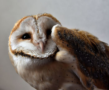 Close-up of owl