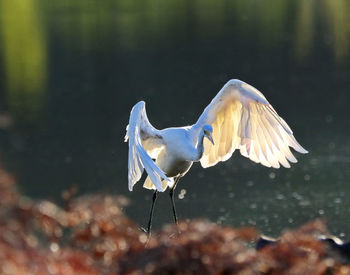 White birds flying over lake