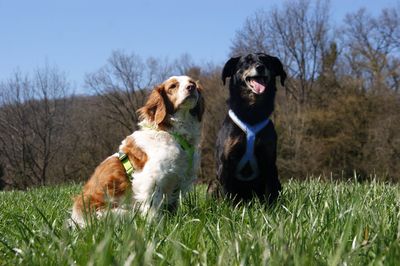 Dogs sitting on field